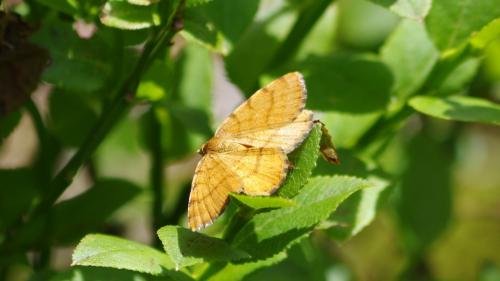 Macaria brunneata